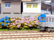 京王井の頭線下北沢のあじさい