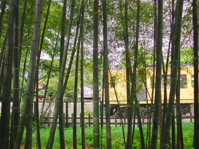 実物のたけのこ公園の光景 実物のたけのこ公園の光景