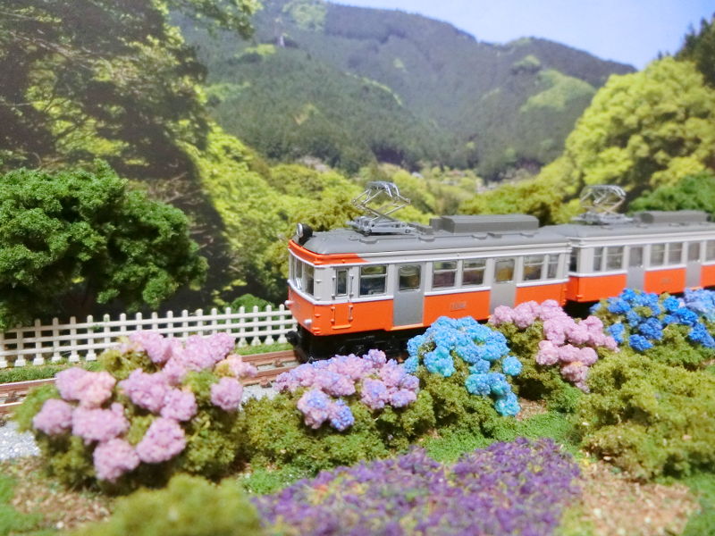 あじさいと箱根登山鉄道 あじさいと箱根登山鉄道